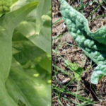 Da dove viene la mandragora tossica