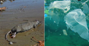 Divieto balneazione lucrino