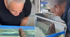 Il pescivendolo e le cernie