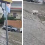 Lanciano spazzatura nella strada allagata
