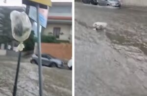 Lanciano spazzatura nella strada allagata