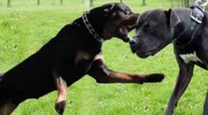 Rissa tra proprietari dei cani