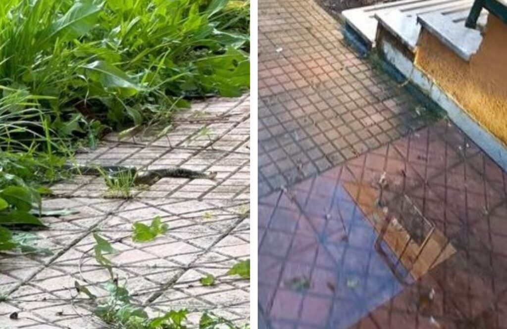 Scuola con i serpenti nel Napoletano