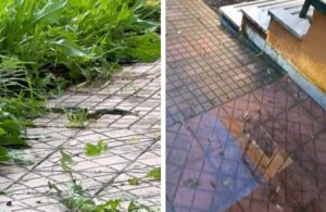 Scuola con i serpenti nel Napoletano