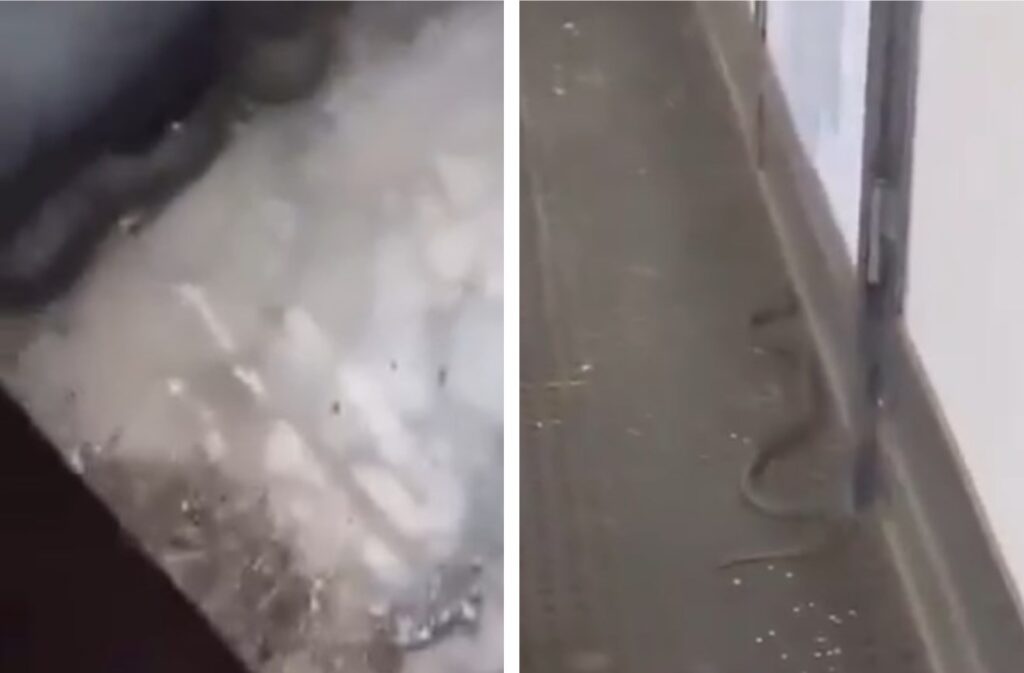 Serpenti nella scuola di Napoli