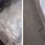 Serpenti nella scuola di Napoli