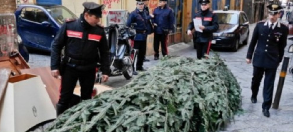 Tentano di rubare albero di Natale