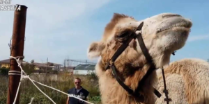 Trovato un cammello a Casal di Principe