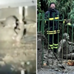 ischia uomo salvato fango