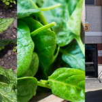 mandragora risultati spianci