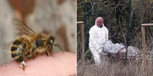 muore attaccato sciame vespe