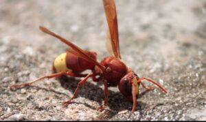 vespa rossa orientalis