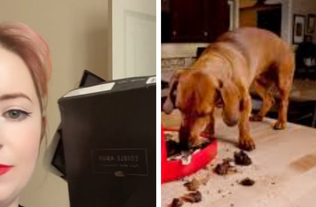 Cane mangia regalo hot