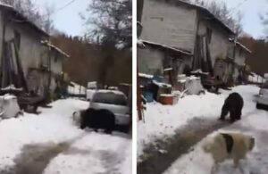 Incontro tra orso e cane