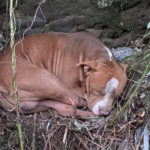Ritrovato il cane Thor