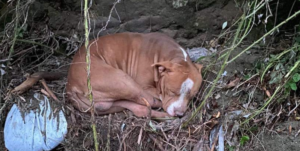 Ritrovato il cane Thor