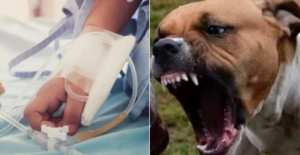 Bimbo di un anno aggredito dal cane della mamma