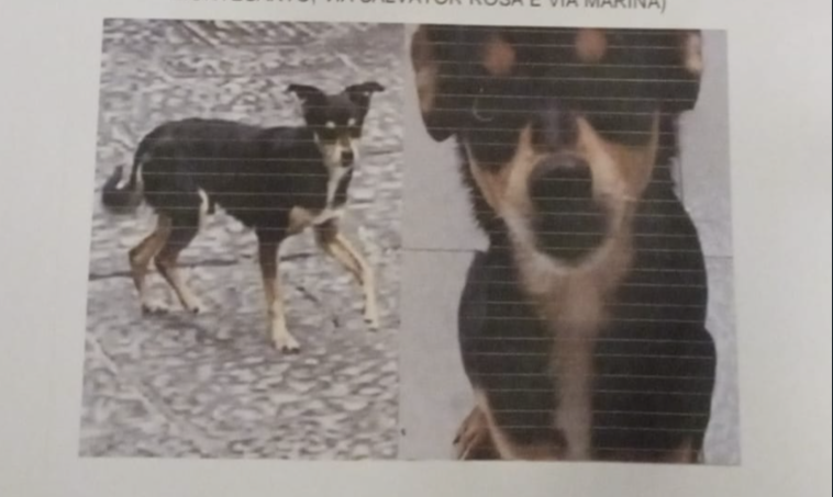 Scomparso cane Peppiniello