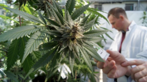 Cannabis terapeutica per uso farmacologico