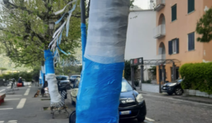 Alberi azzurri per la festa scudetto del Napoli